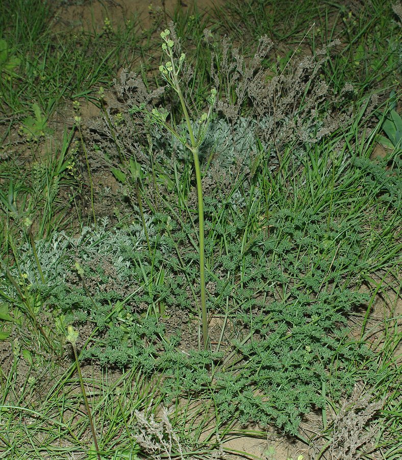 Image of Prangos odontalgica specimen.