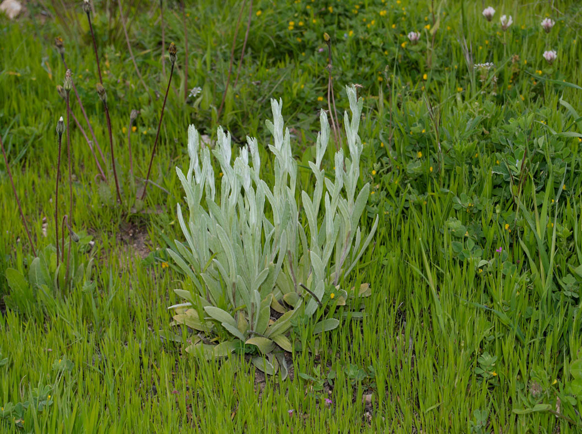 Image of Helichrysum sanguineum specimen.