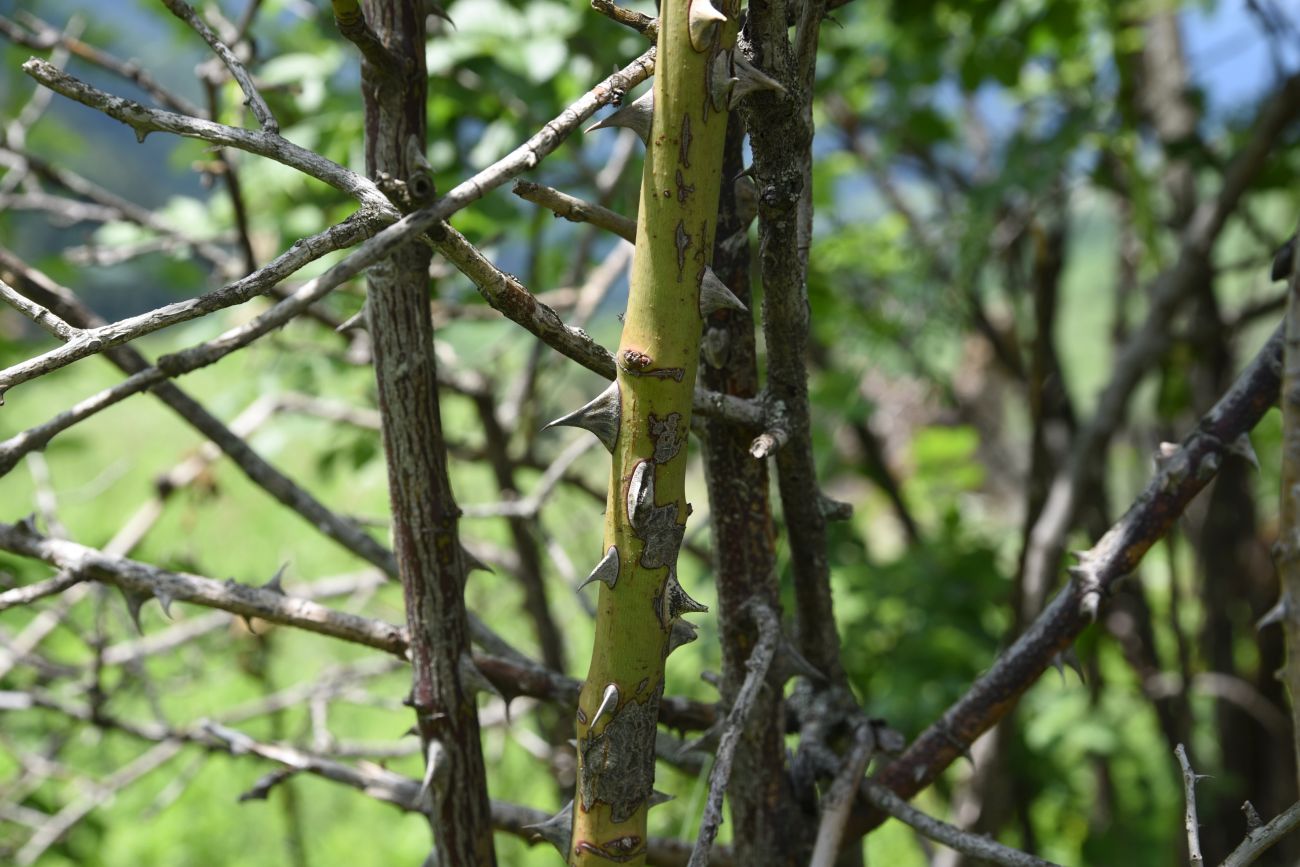 Image of genus Rosa specimen.