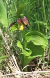 Cypripedium calceolus. Цветущее растение. Новосибирская обл., Искитимский р-н, окр. пгт Линёво, школьный заказник орхидей, берёзовый колок. 10 июня 2022 г.