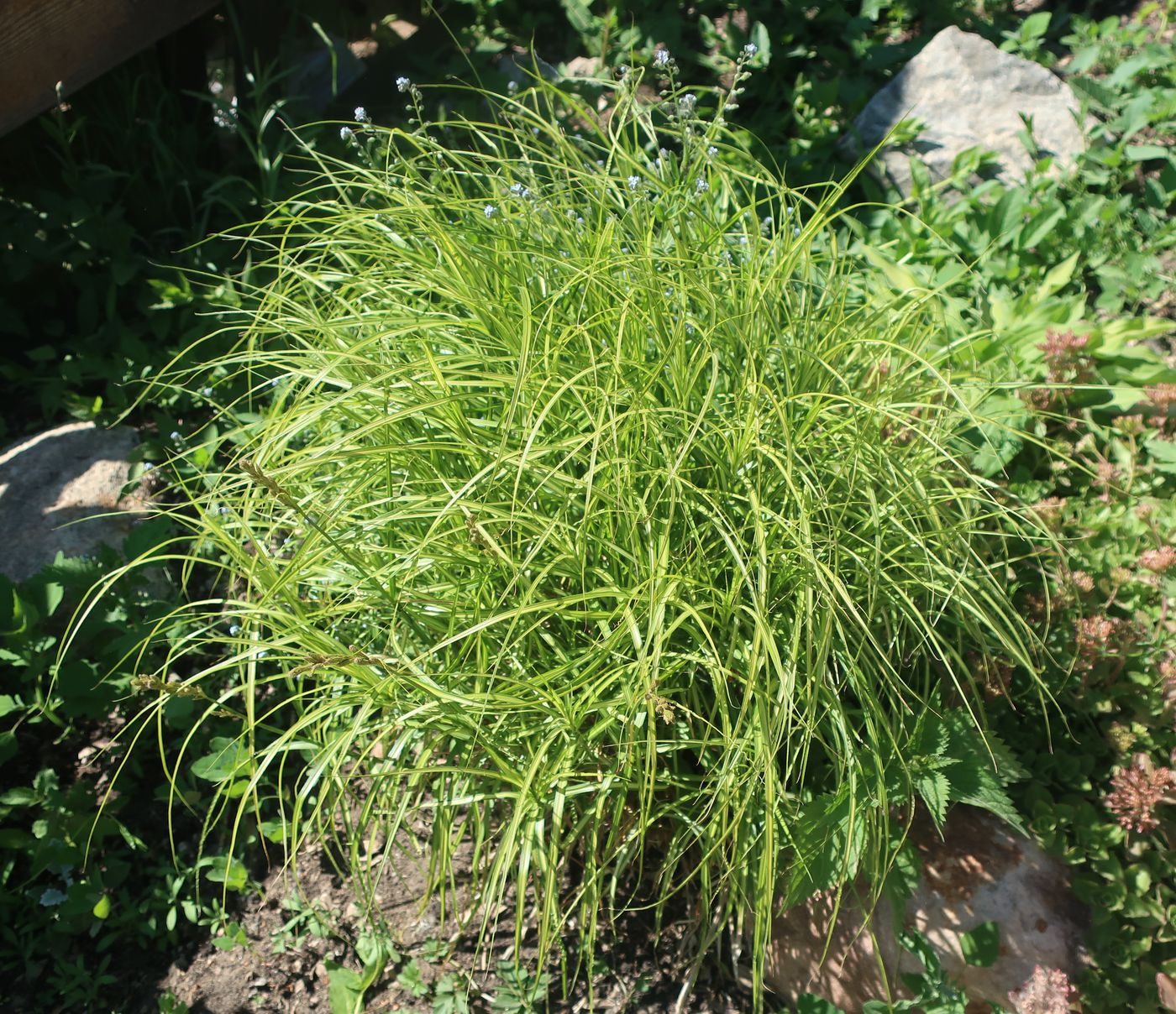 Изображение особи Carex muskingumensis.