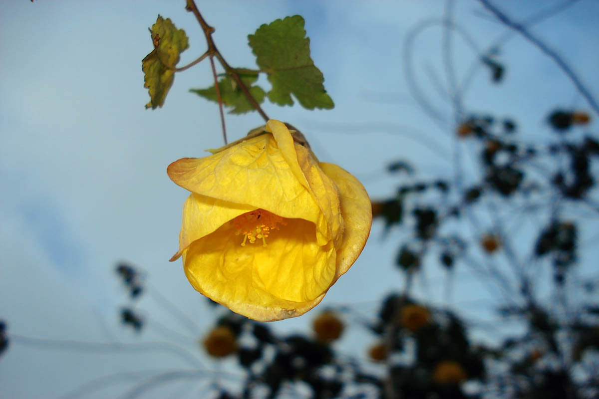 Image of genus Hibiscus specimen.