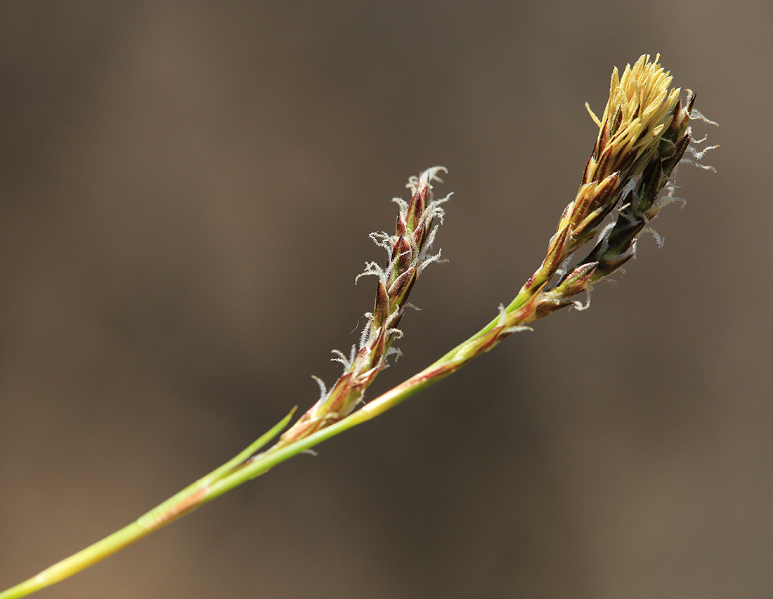 Image of Carex supermascula specimen.