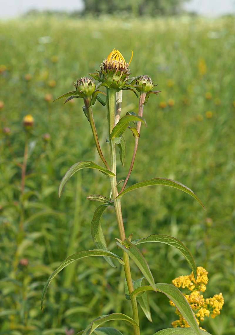 Image of Inula salicina specimen.