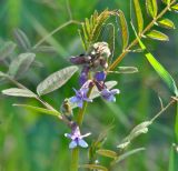 Image of taxon representative. Author is Людмила Паламарчук