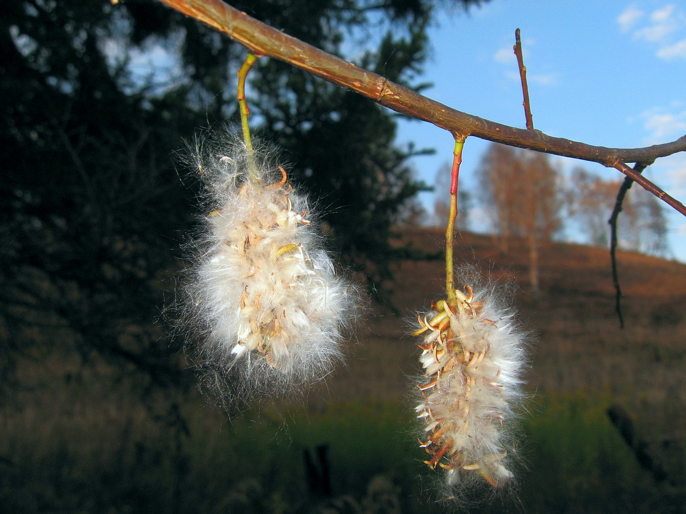 Image of Salix pentandra specimen.