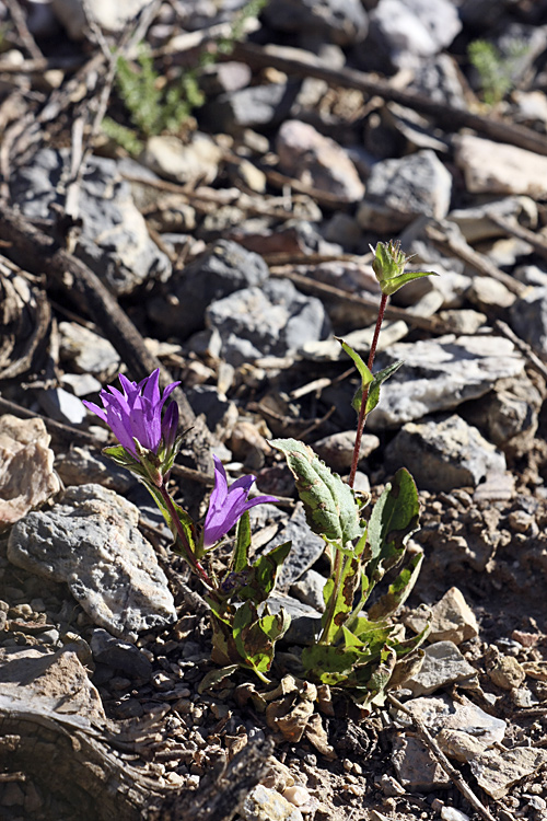 Image of Campanula glomerata specimen.