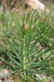 Asphodeline lutea