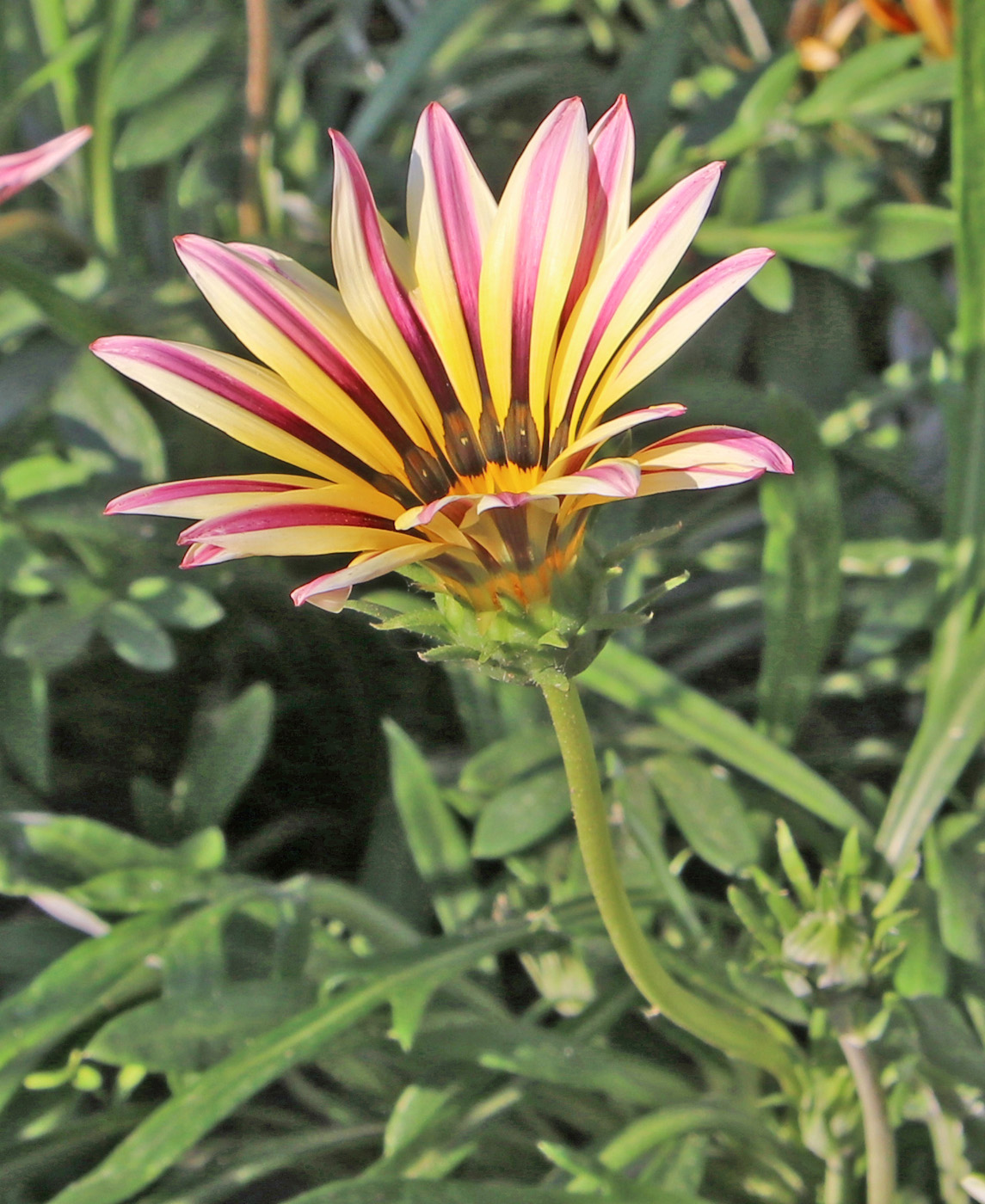 Image of Gazania &times; hybrida specimen.