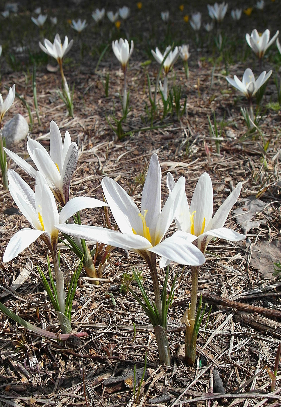 Изображение особи Crocus alatavicus.