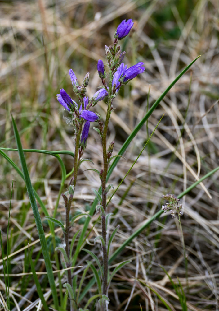 Image of Campanula sibirica specimen.