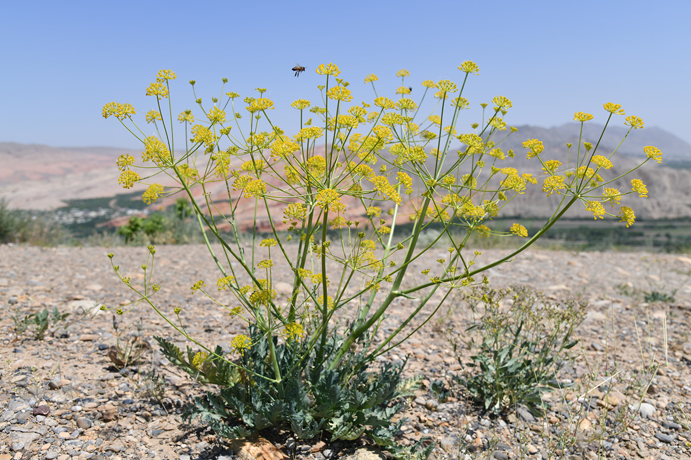 Image of Fergania polyantha specimen.