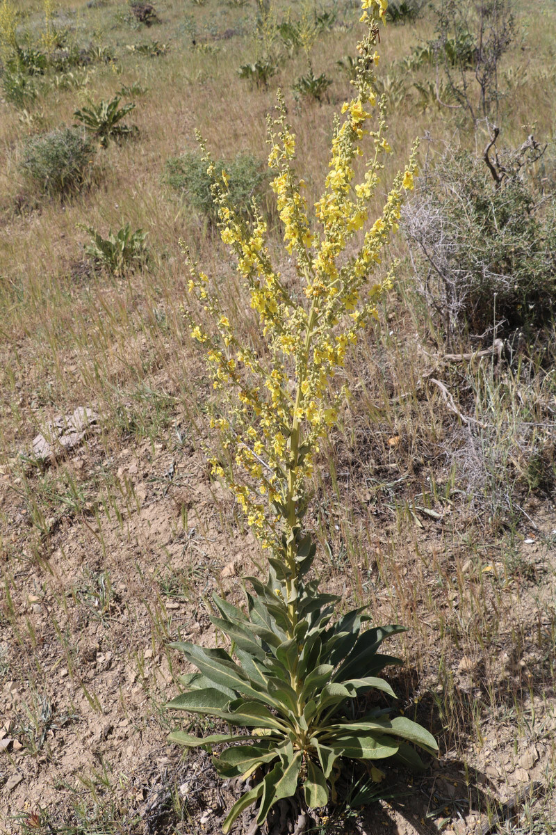 Image of Verbascum pyramidatum specimen.