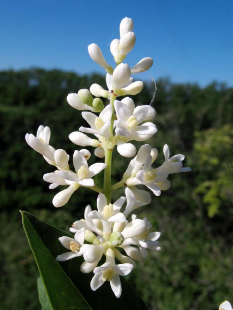 Image of Ligustrum vulgare specimen.