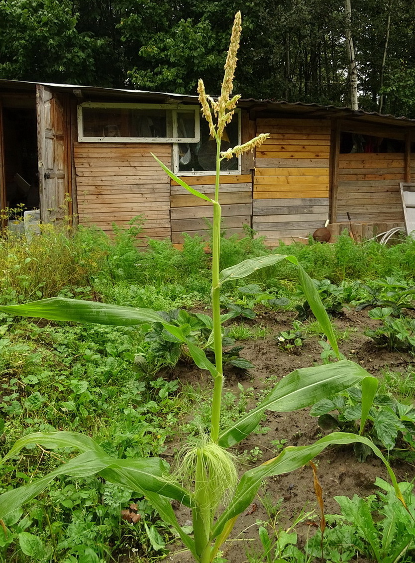 Image of Zea mays specimen.