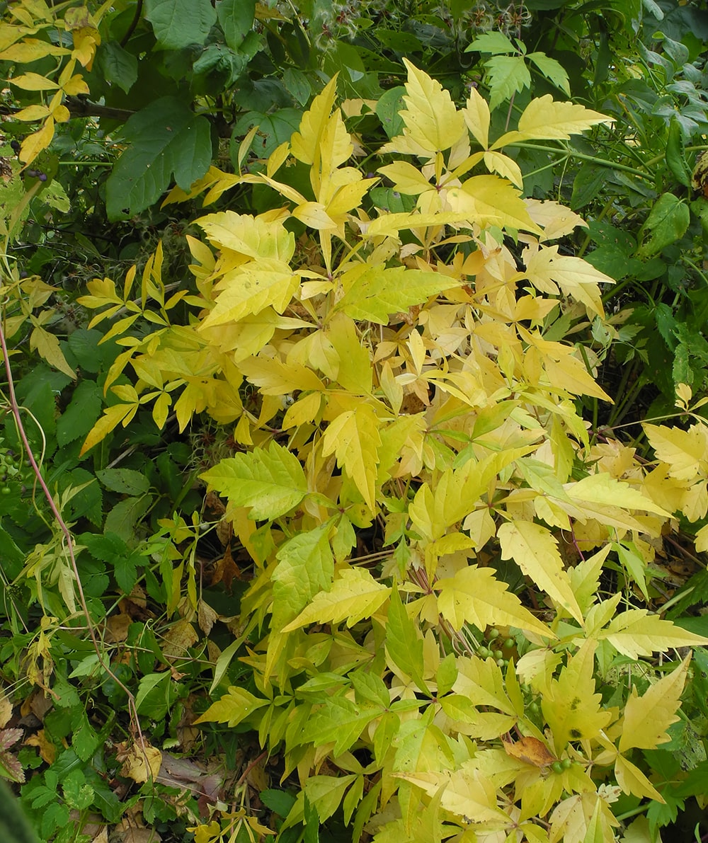 Image of Ampelopsis japonica specimen.