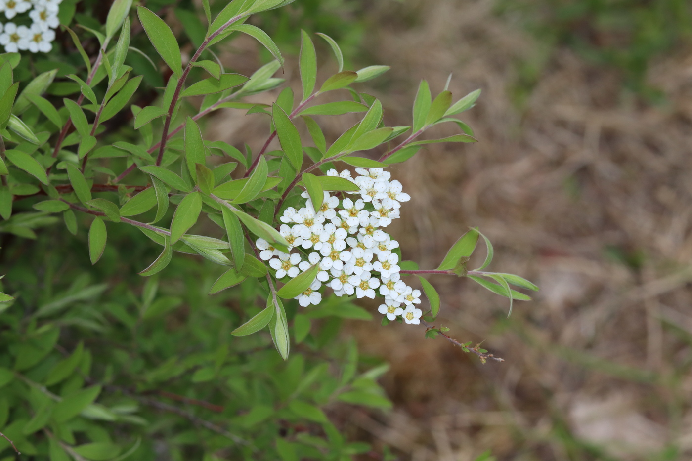 Image of Spiraea &times; cinerea specimen.