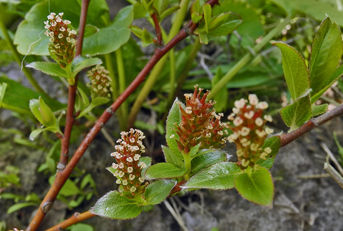 Image of Salix &times; grahamii specimen.