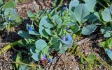 Mertensia maritima