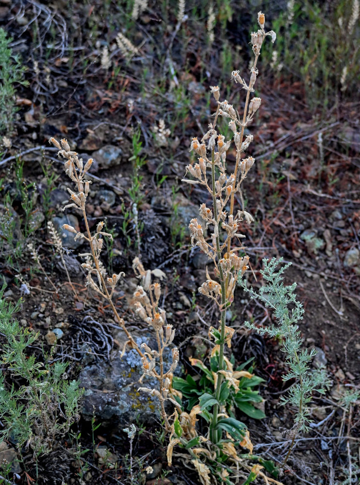 Image of Silene viscosa specimen.