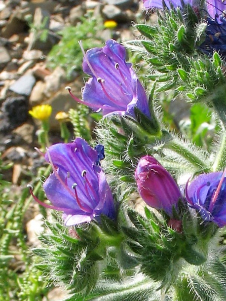 Изображение особи Echium plantagineum.