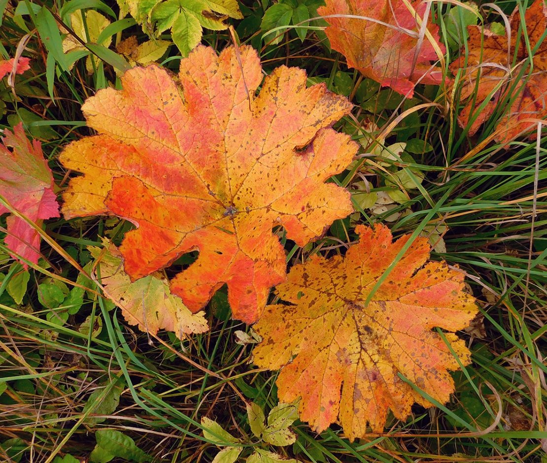 Изображение особи Darmera peltata.