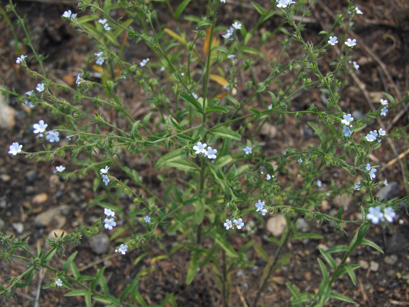 Image of Lappula squarrosa specimen.