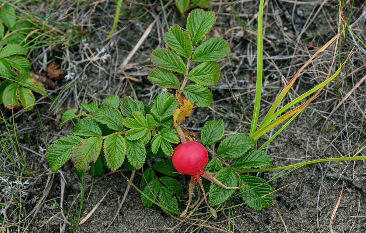 Image of Rosa rugosa specimen.