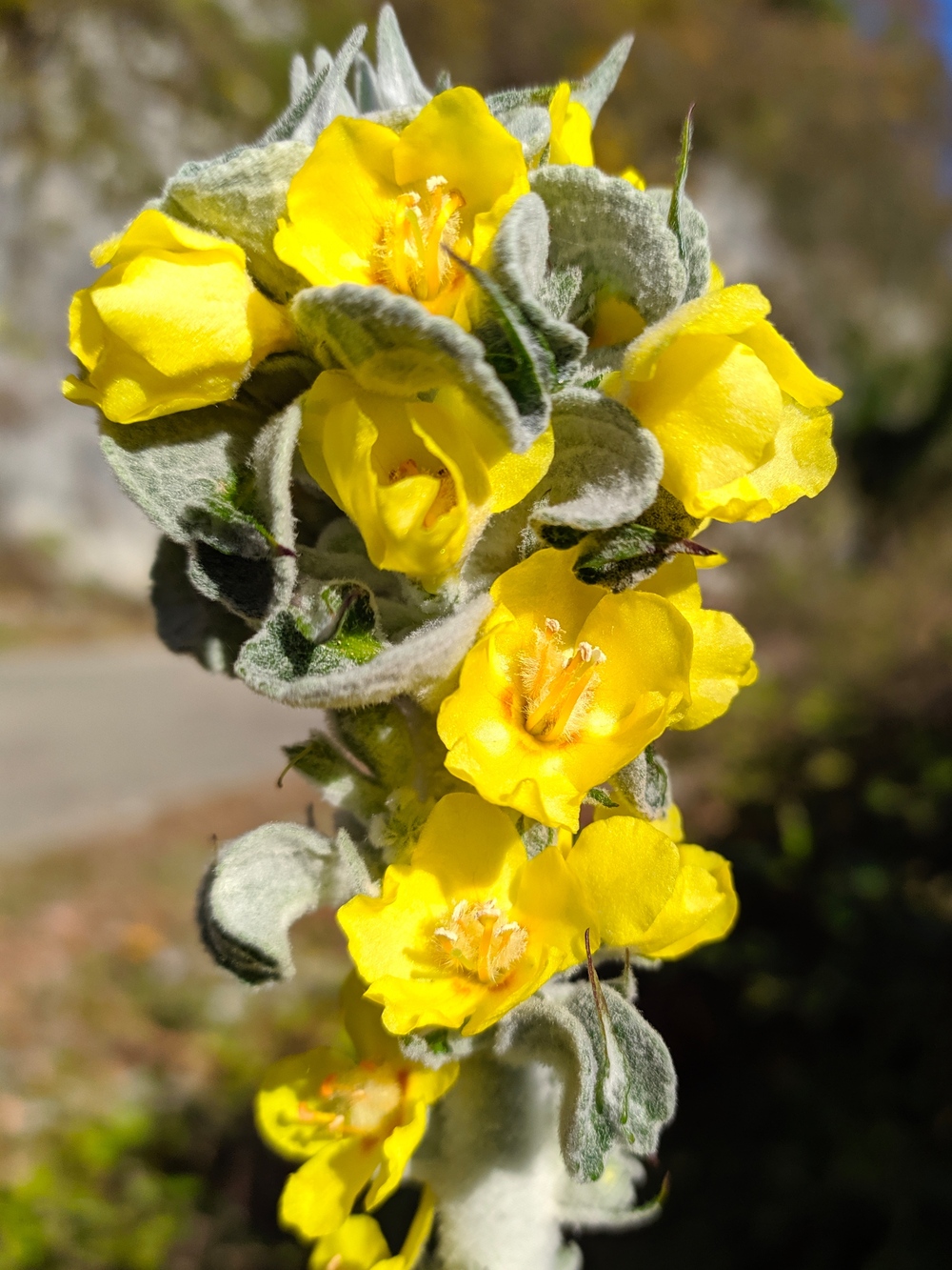 Image of Verbascum gnaphalodes specimen.