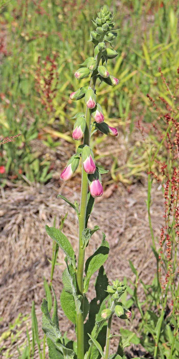 Image of Digitalis purpurea specimen.