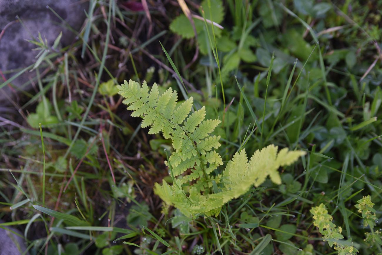 Изображение особи род Dryopteris.