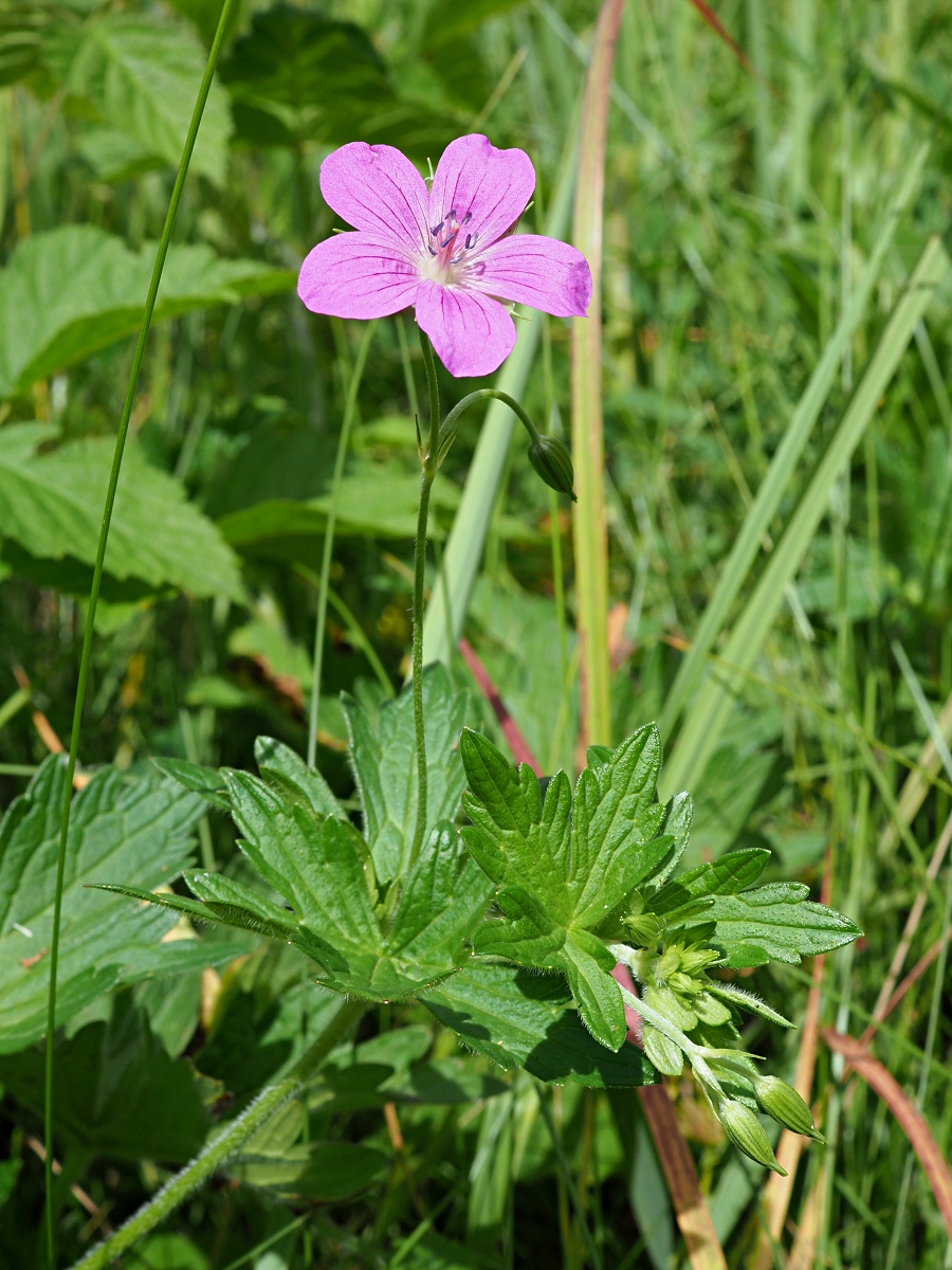 Изображение особи Geranium palustre.