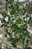 Lonicera microphylla. Часть веточки с цветками и незрелыми соплодиями. Таджикистан, Горно-Бадахшанская автономная обл., Рушанский р-н, хр. Северо-Аличурский, Ирхтские горы, Сарезское оз., Ирхтский залив, дол. р. Лянгар, выс. ≈ 3300 м н.у.м., каменистая надпойменная терраса. 27 июня 2024 г.