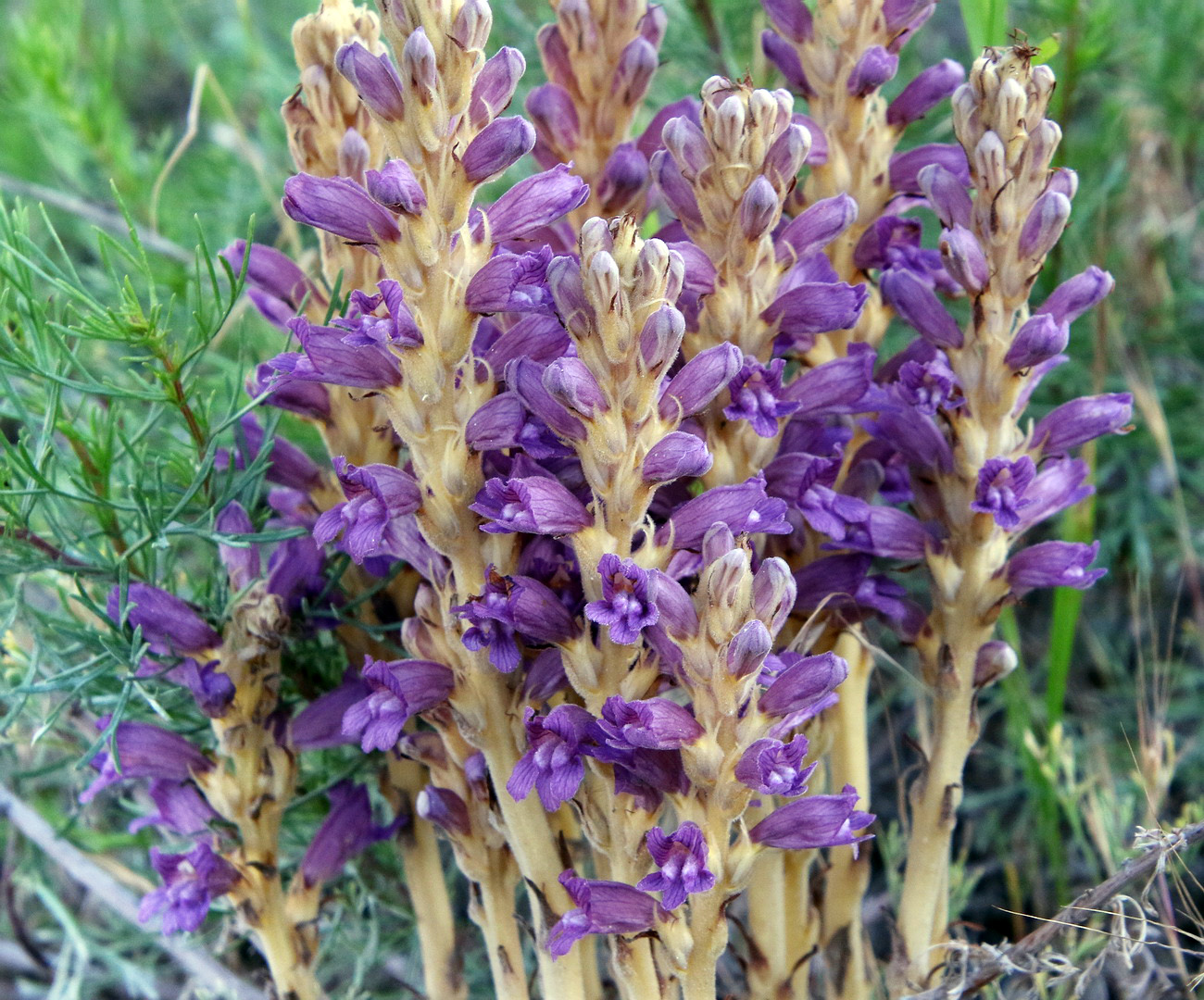 Image of Phelipanche arenaria specimen.