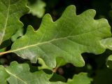 Quercus pubescens. Лист. Крым, Южный Берег, сев. склон горы Аю-Даг, дубовый лес. 25.05.2024.