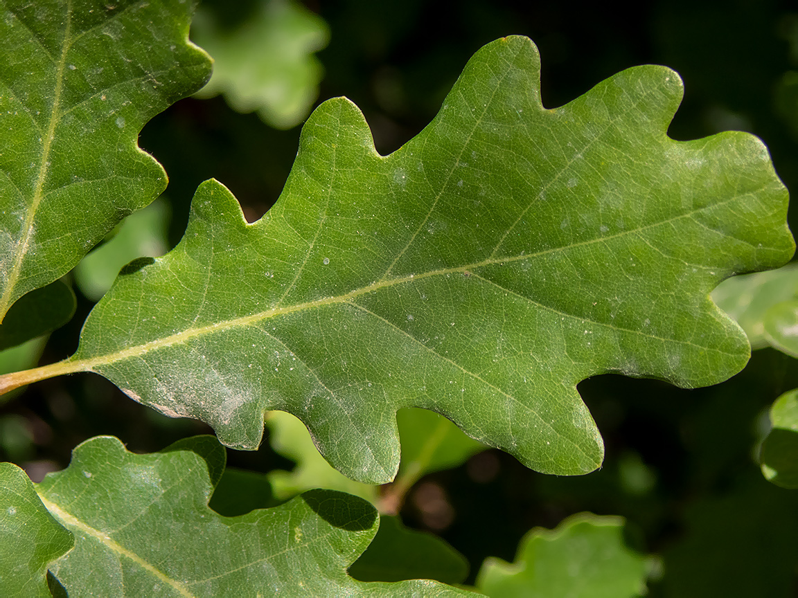 Изображение особи род Quercus.