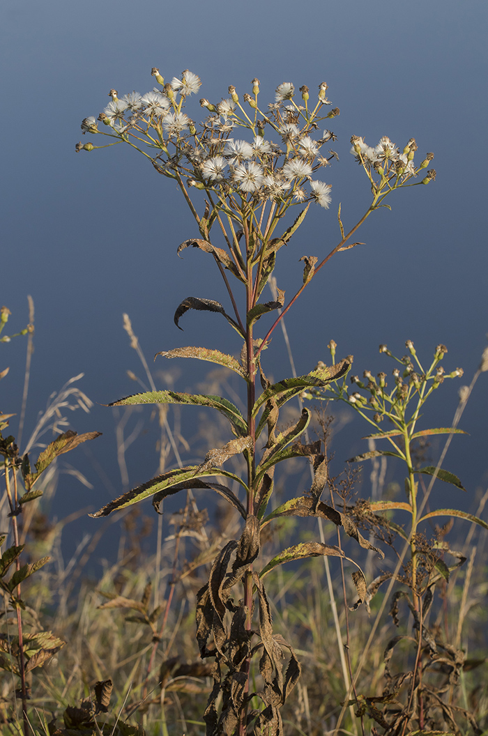 Image of Senecio sarracenicus specimen.