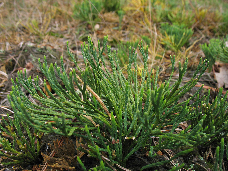 Image of Diphasiastrum tristachyum specimen.