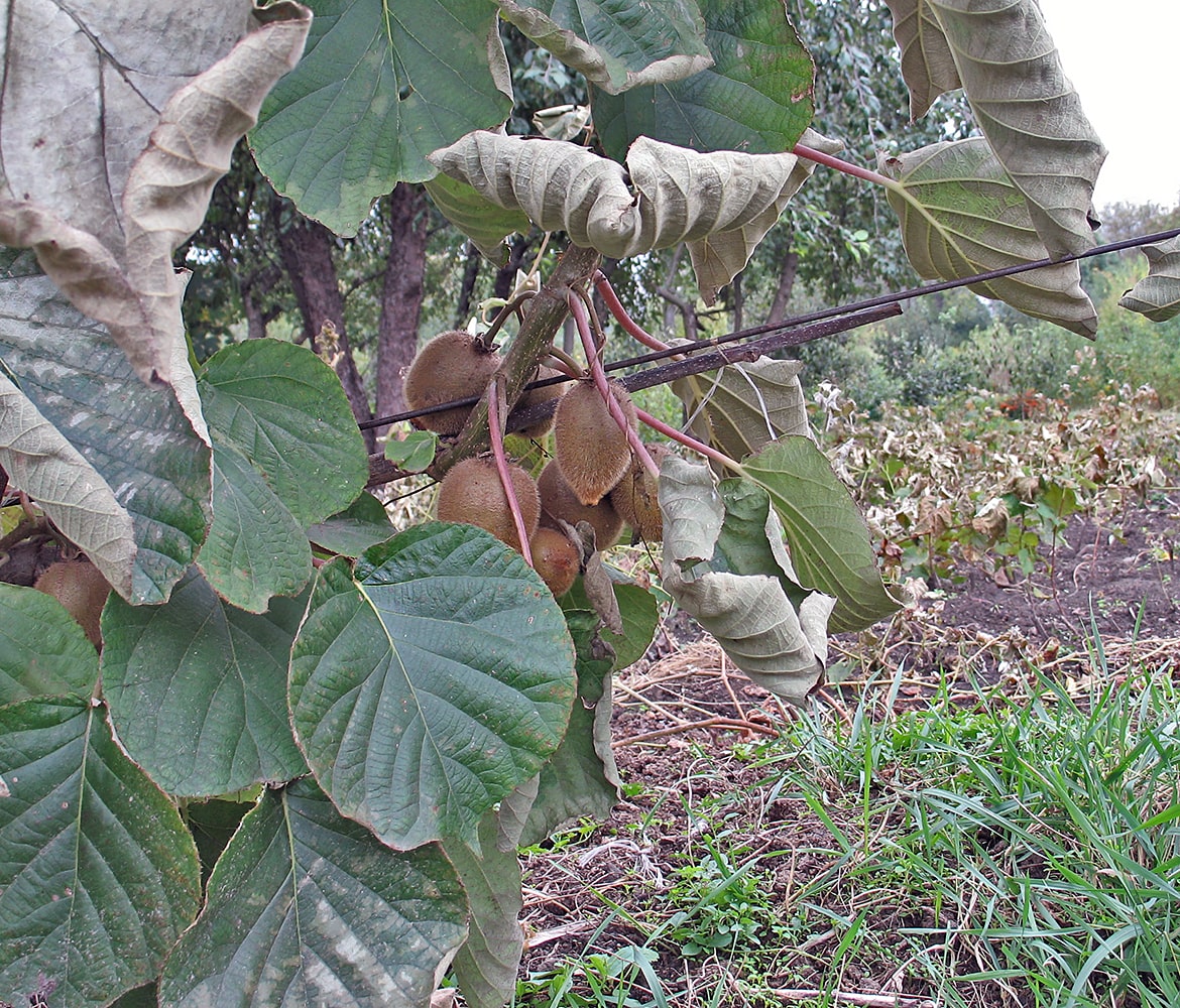 Image of Actinidia chinensis var. deliciosa specimen.