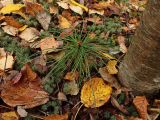 Pinus koraiensis. Молодое растение в сообществе с Betula. Хабаровский край, окр. г. Комсомольск-на-Амуре, кедрово-широколиственный лес. 28.09.2024.