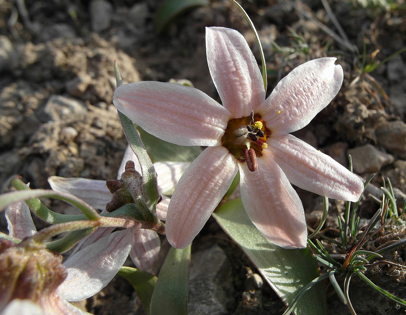 Изображение особи Rhinopetalum stenantherum.