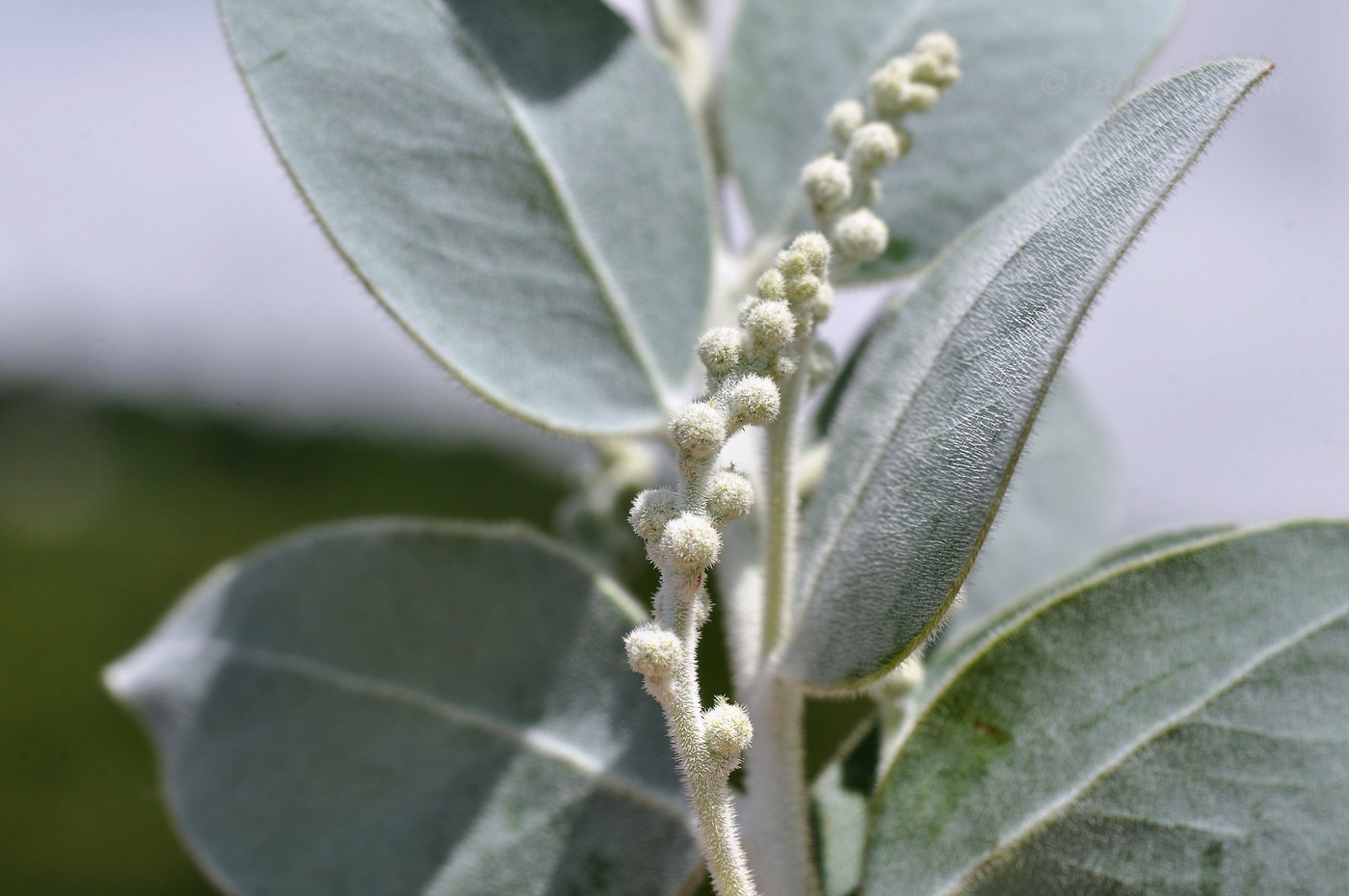 Изображение особи Acacia podalyriifolia.