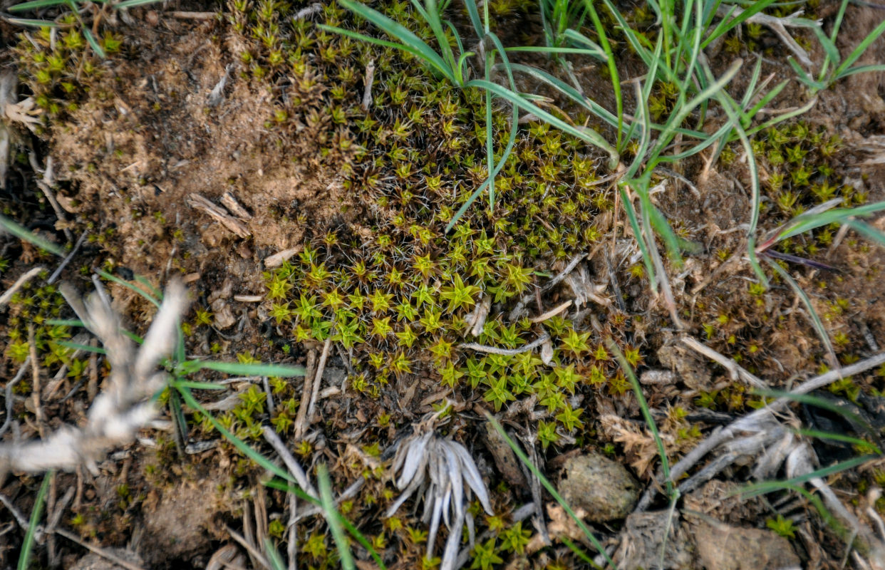 Image of Syntrichia ruralis specimen.