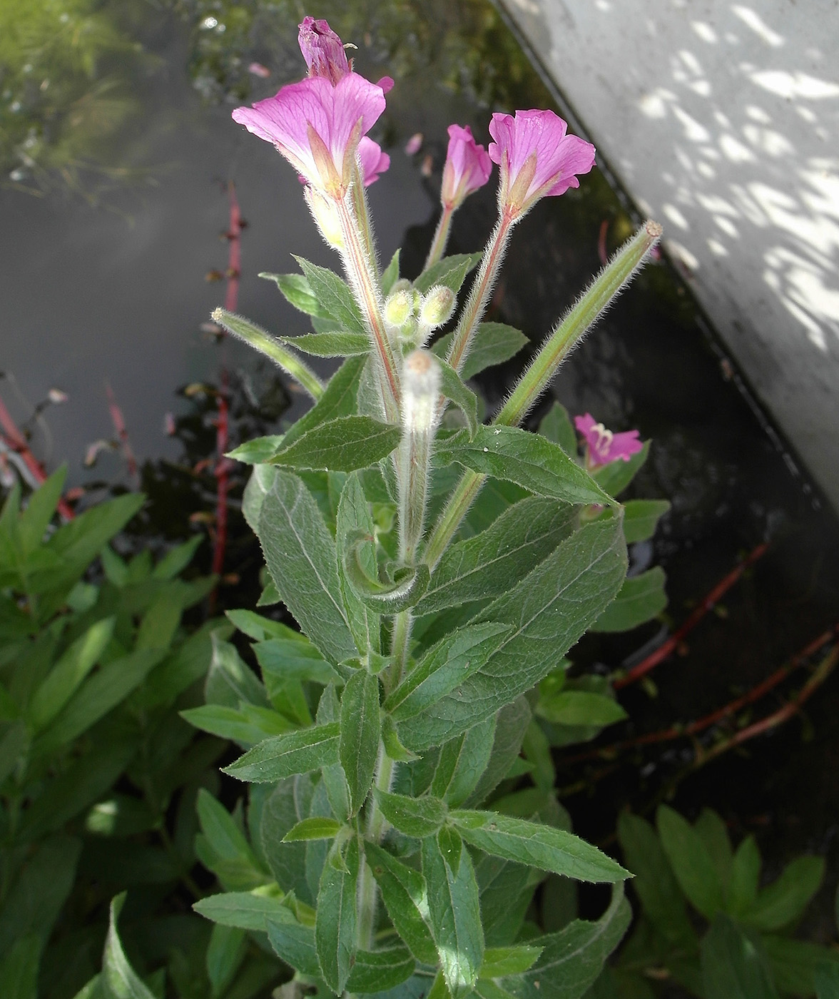 Изображение особи Epilobium hirsutum.