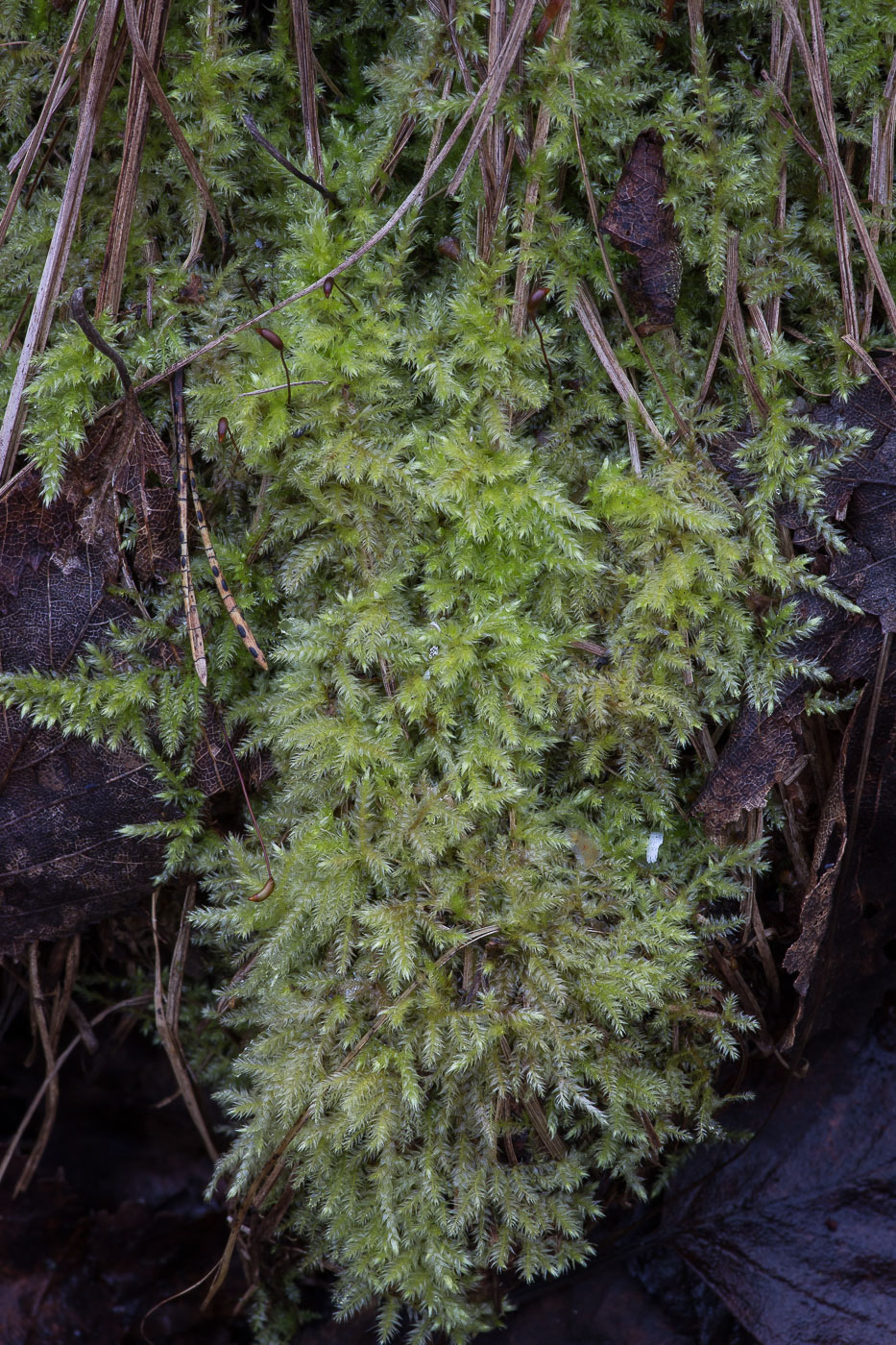 Image of Brachythecium salebrosum specimen.