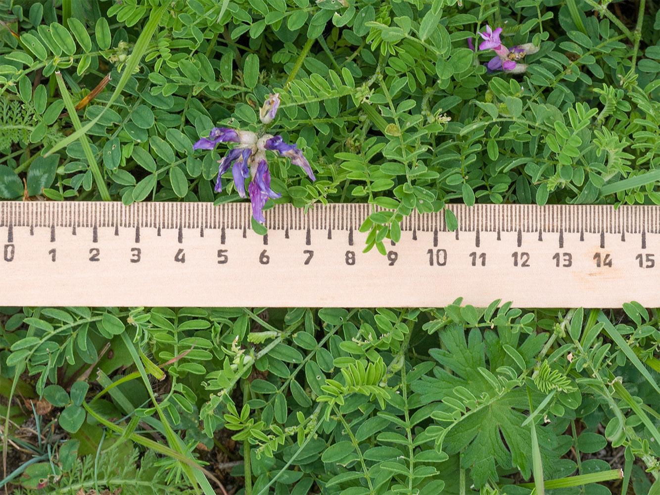 Image of Astragalus lasioglottis specimen.