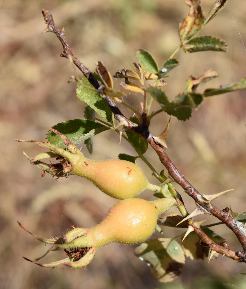 Image of Rosa fedtschenkoana specimen.