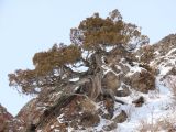 Juniperus seravschanica. Вегетирующее растение. Казахстан, Туркестанская обл., Тюлькубасский р-н, окр. с. Жабаглы, хр. Таласский Алатау, ≈ 1500 м н.у.м., каменистый склон. 1 марта 2025 г.