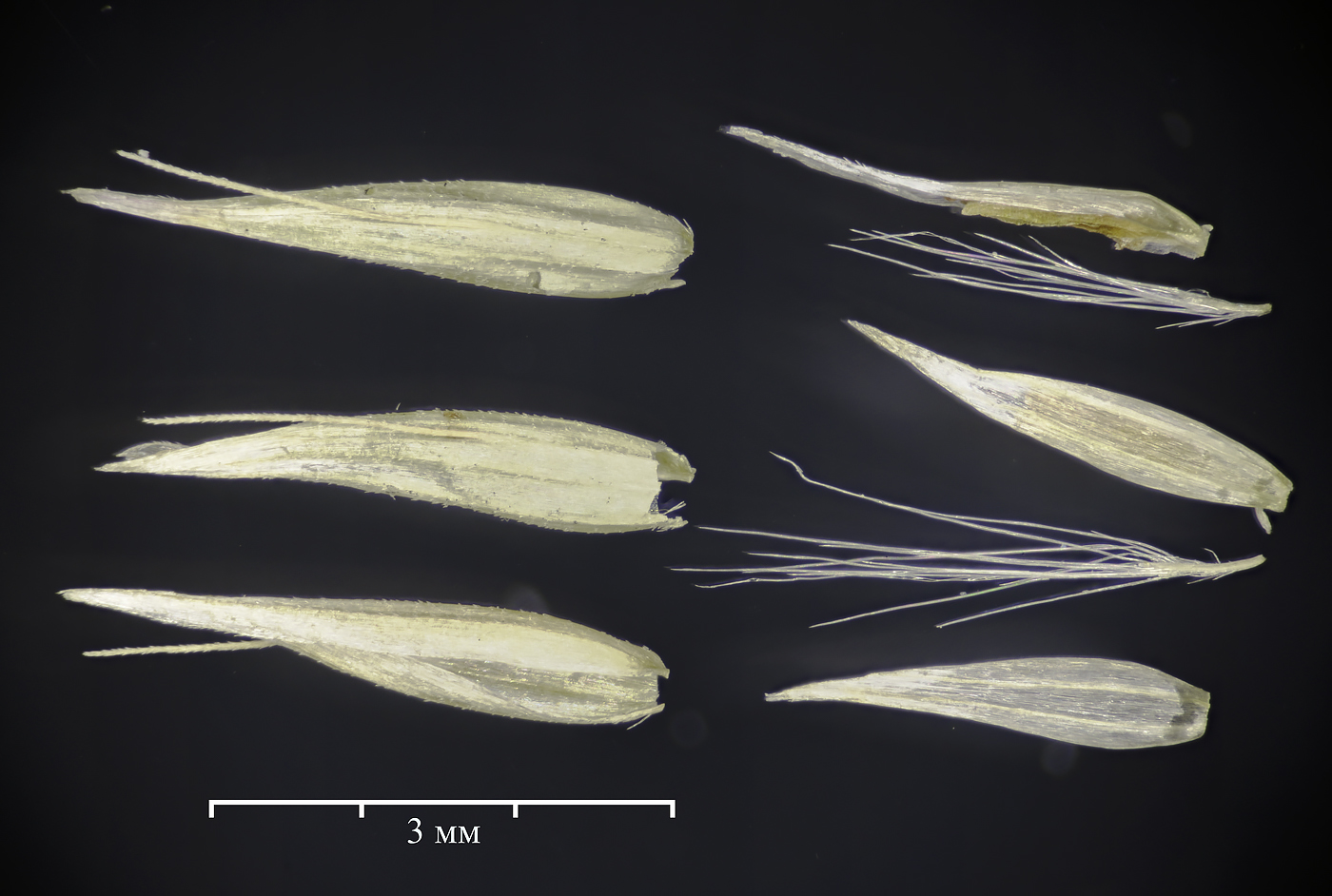 Image of Calamagrostis lapponica specimen.