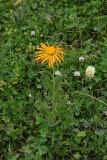 Смотреть изображение Inula orientalis